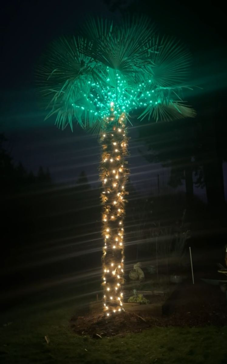Palm tree wrapped in warm white lights with teal lights in the fronds