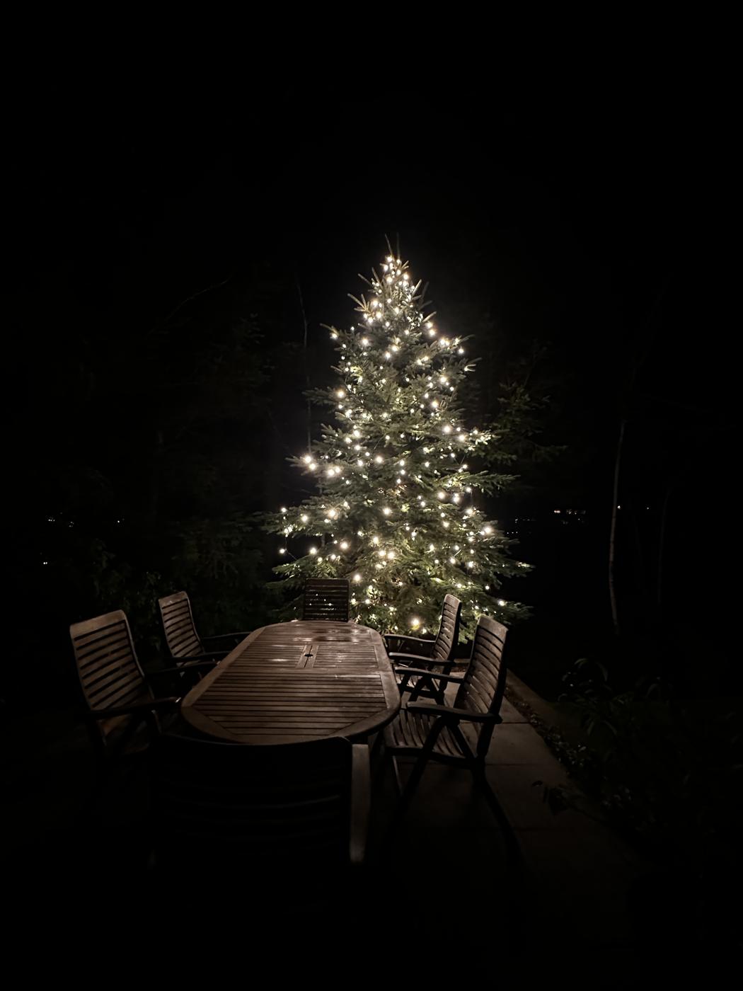 Backyard tree wrapped in warm white lights